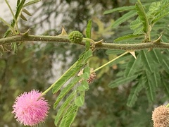 Mimosa pigra