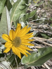 Balsamorhiza sagittata