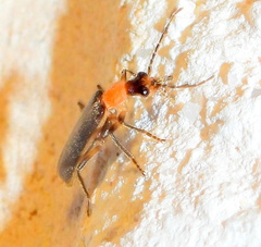 Podabrus quadratus