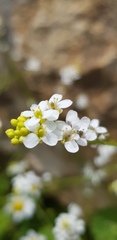 Crambe hispanica
