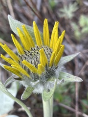 Balsamorhiza sagittata