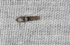 Ceromitia iolampra