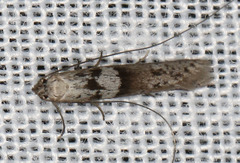 Ceromitia iolampra