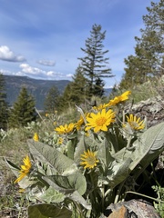 Balsamorhiza sagittata