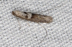 Ceromitia iolampra