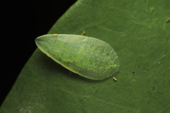 Petalocephala