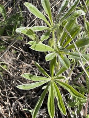 Lupinus sericeus