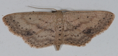 Scopula aemulata