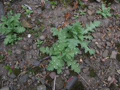 Papaver somniferum