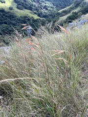 Monocymbium ceresiiforme