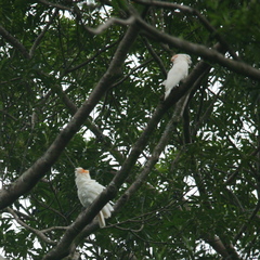 Cacatua moluccensis