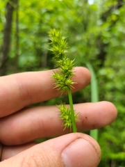 Carex laevivaginata