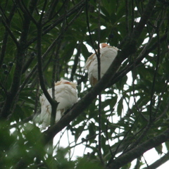 Cacatua moluccensis