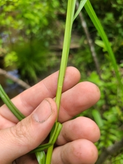 Carex laevivaginata