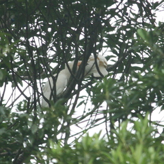 Cacatua moluccensis