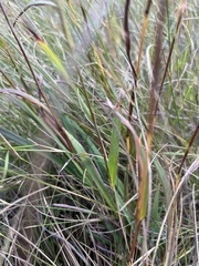 Monocymbium ceresiiforme