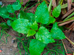 Commicarpus tuberosus