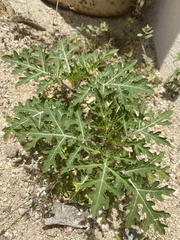 Solanum grayi