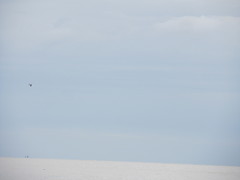 Chroicocephalus cirrocephalus