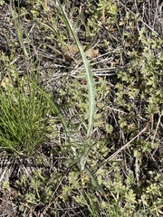 Crepis atribarba