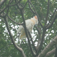Cacatua moluccensis