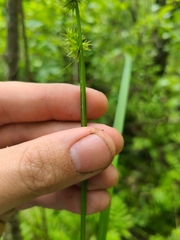 Carex laevivaginata