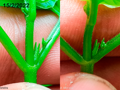 Commicarpus tuberosus