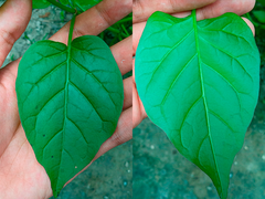 Commicarpus tuberosus