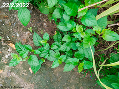 Commicarpus tuberosus