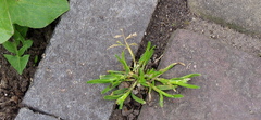 Poa annua