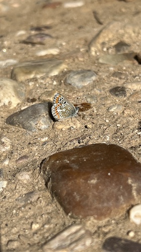 Southern Brown Argus, Calle de Cáceres, Alcalá de Henares, Madrid, ES, photo 9 of 10