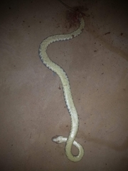 Bothrops leucurus
