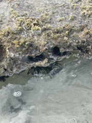 Echinometra oblonga