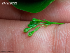 Commicarpus tuberosus