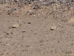 Pterocles senegallus