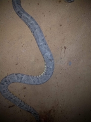 Bothrops leucurus