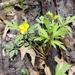 Swamp Buttercup - Photo (c) Erin Faulkner, some rights reserved (CC BY-NC), uploaded by Erin Faulkner