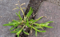 Poa annua