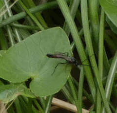 Limneriini