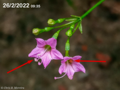 Commicarpus tuberosus