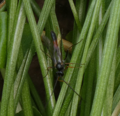 Limneriini