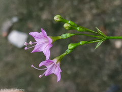 Commicarpus tuberosus