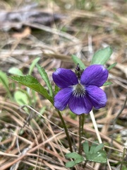 Viola brittoniana