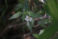 Lantana dinteri