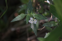 Lantana dinteri
