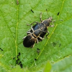 Sciaphobus squalidus