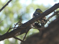 Fringilla coelebs africana