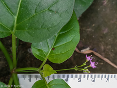 Commicarpus tuberosus