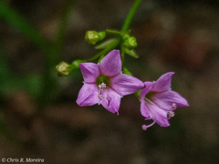 Commicarpus tuberosus