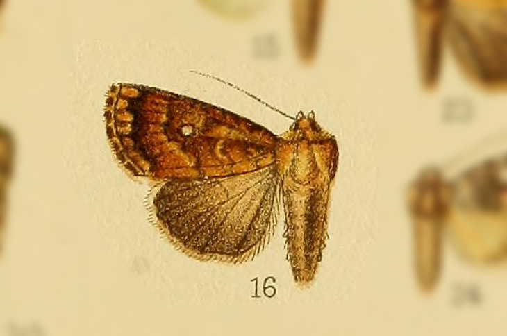 Condica subaurea